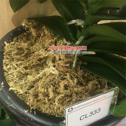 Rêu Chile trồng lan nhập khẩu Đài Loan 400g - GT30