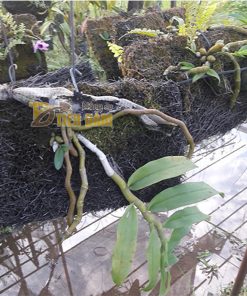 Bảng dớn trồng lan kích thước 60 x 20 x 4cm – GT20