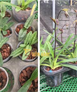 Vỏ thông trồng lan Thanh Hà kích thước 1x1cm – GT1
