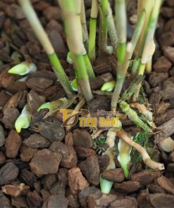 Vỏ thông trồng lan Thanh Hà kích thước 2x3cm – GT2