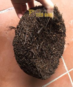 Đĩa dớn trồng lan kích thước 20x20x5cm – GT21