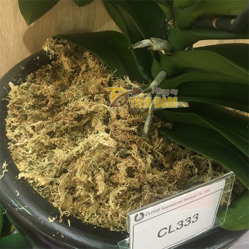 Rêu Chile trồng lan nhập khẩu Đài Loan - GT29