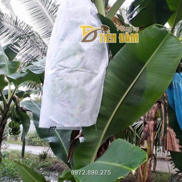Túi vải bao chuối giúp chống côn trùng châm chích, nâng cao sản lượng cho nhà vườn