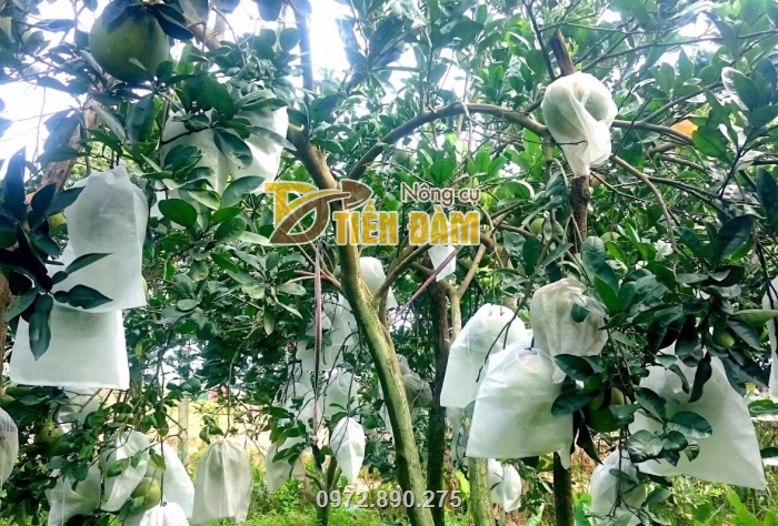 Túi vải bao trái cây Thanh Hà là sản phẩm được nhiều nhà vườn sử dụng