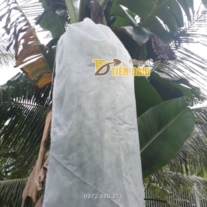 Túi bao buồng chuối được nhiều nhà vườn sử dụng để bảo vệ buồng chuối khỏi côn trùng châm trích
