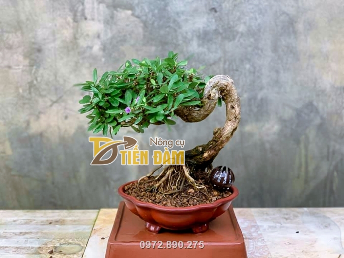 Đất được dùng để trồng các loại cây cảnh, cây bonsai rất phổ biến