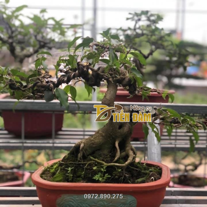 Giúp tạo dáng bonsai nghệ thuật cho những cây có kích cỡ và tuổi đời lớn