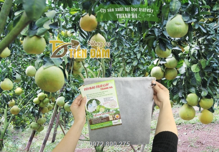 Sử dụng bao bọc bưởi giúp bảo vệ trái cây, cho mẫu mã đẹp hơn