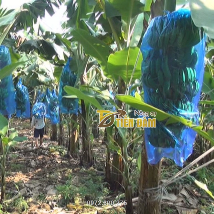 Sản phẩm túi nilon bao chuối được nhiều nhà vườn lựa chọn sử dụng