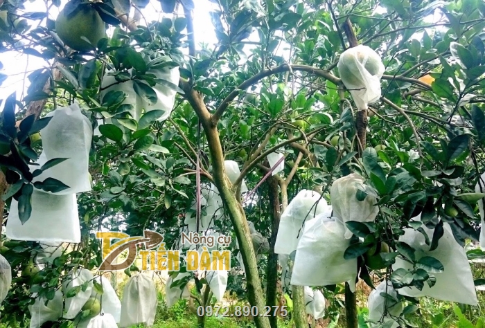 Túi vải bao trái cây là sản phẩm được nhiều nhà vườn trồng bưởi lựa chọn sử dụng