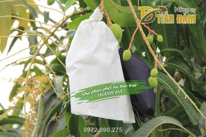 Sử dụng túi bao xoài giúp trái có mẫu mã đẹp, nâng cao năng suất chất lượng nông sản